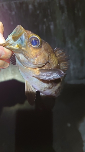 シロメバルの釣果