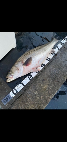 スズキの釣果