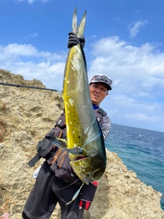 シイラの釣果