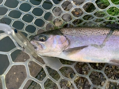 ニジマスの釣果