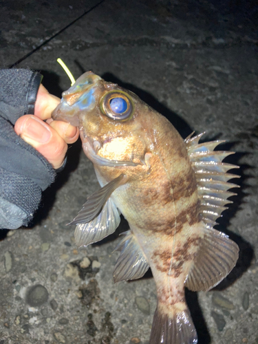 メバルの釣果