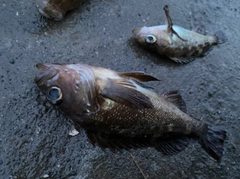 エゾメバルの釣果