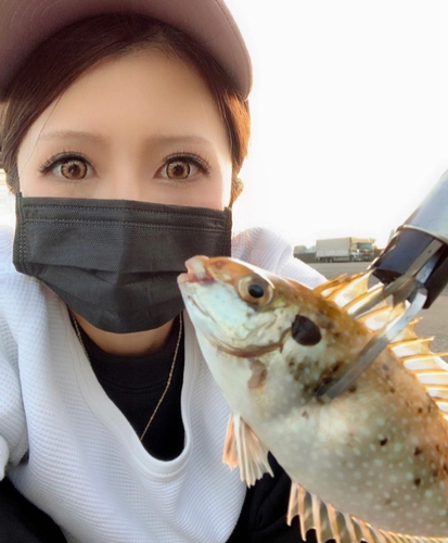 アイゴの釣果