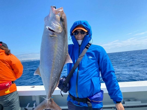 カンパチの釣果