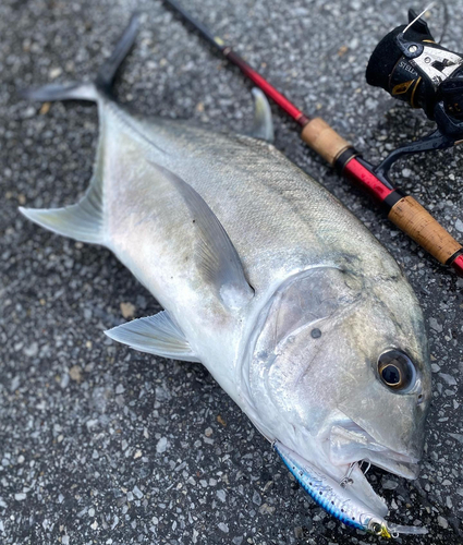 ロウニンアジの釣果