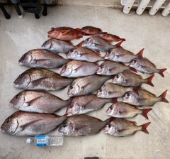 マダイの釣果