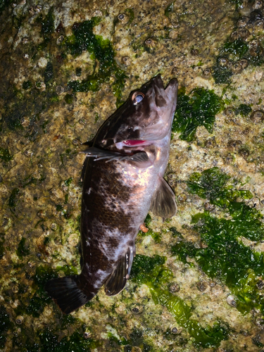 タケノコメバルの釣果