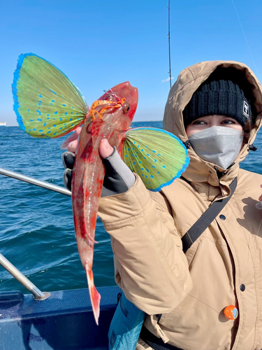 ホウボウの釣果