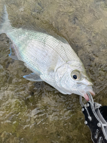 ツッパリサギの釣果