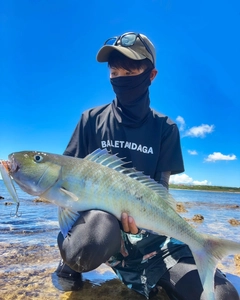 アオチビキの釣果