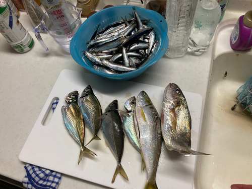 マアジの釣果