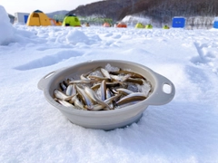 ワカサギの釣果