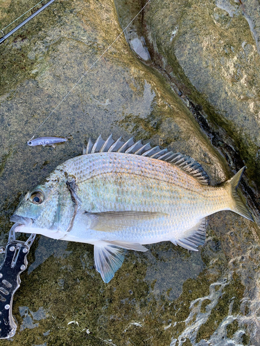 ミナミクロダイの釣果