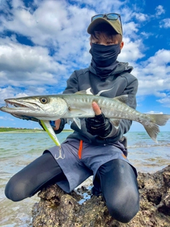 オオカマスの釣果