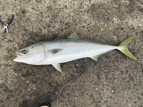 ブリの釣果