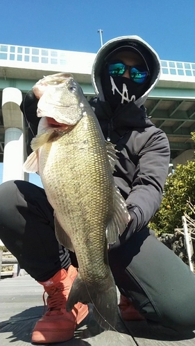 ブラックバスの釣果