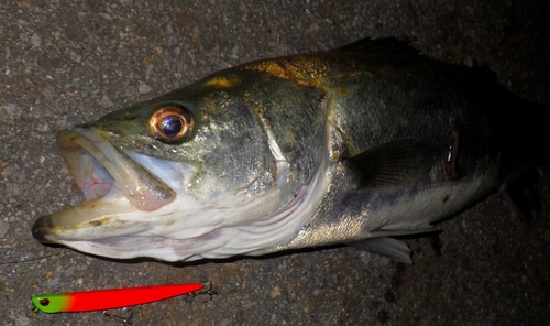 シーバスの釣果