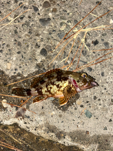 カサゴの釣果