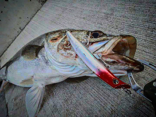 シーバスの釣果