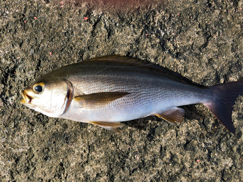 イサキの釣果