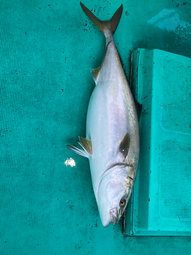 メジロの釣果