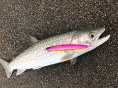 アメマスの釣果