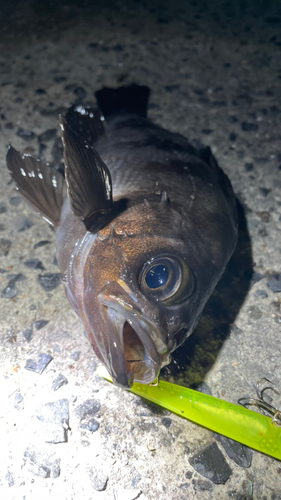 シロメバルの釣果