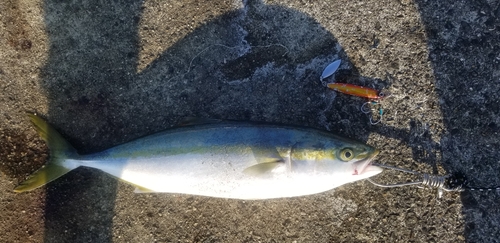 ハマチの釣果