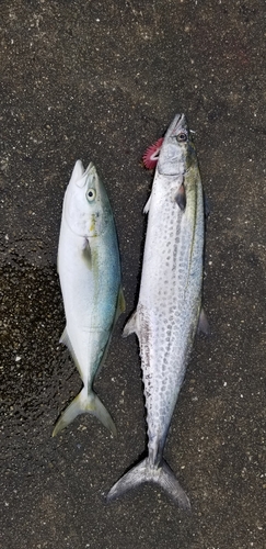 ハマチの釣果