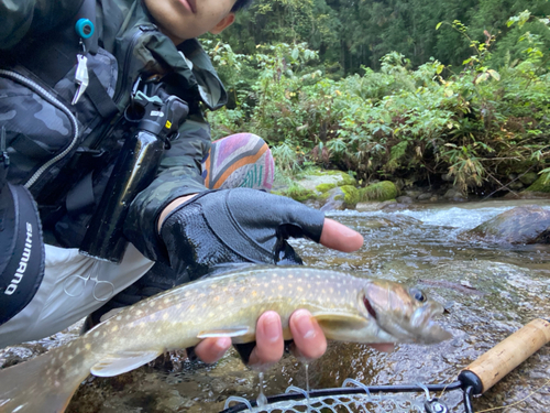 ニッコウイワナの釣果