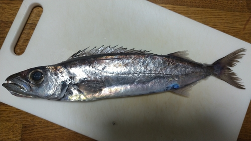 クロシビカマスの釣果