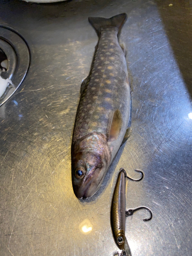 イワナの釣果