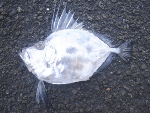 カガミダイの釣果