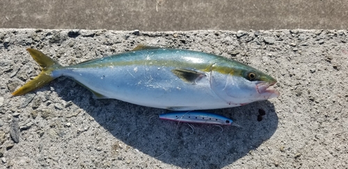 ハマチの釣果