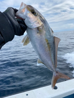 カンパチの釣果