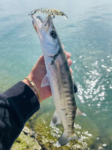 オニカマスの釣果