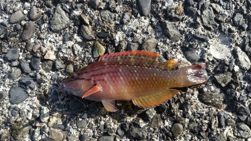 アカササノハベラの釣果