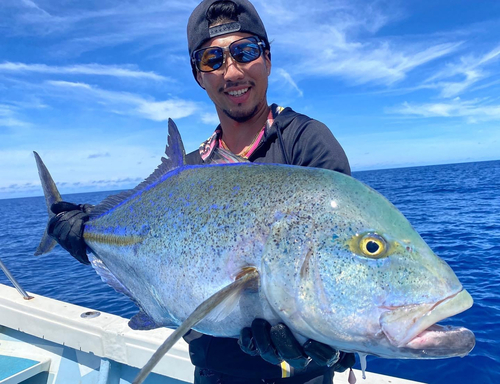 カスミアジの釣果