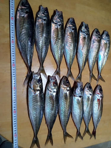 アジの釣果