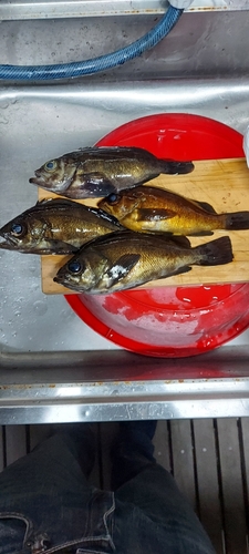 メバルの釣果