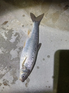 ウグイの釣果