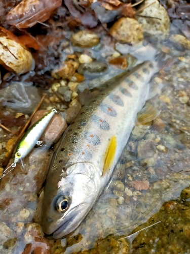 アマゴの釣果