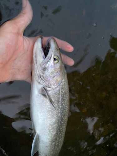 イワナの釣果