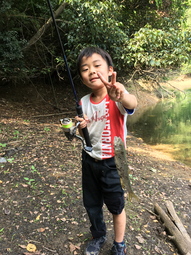 ハスの釣果