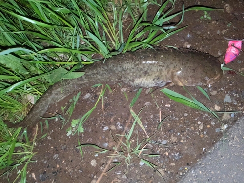 ナマズの釣果