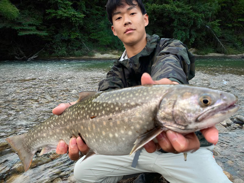 イワナの釣果