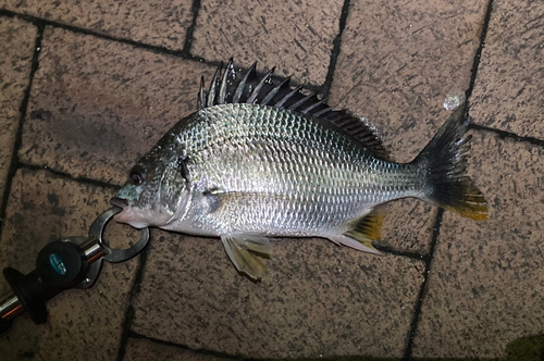 キビレの釣果