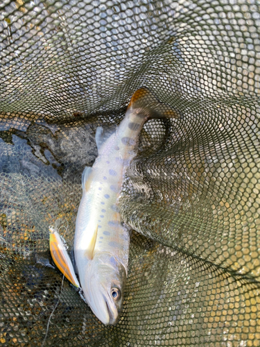 ヤマメの釣果