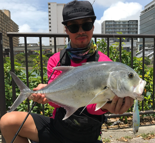 ロウニンアジの釣果