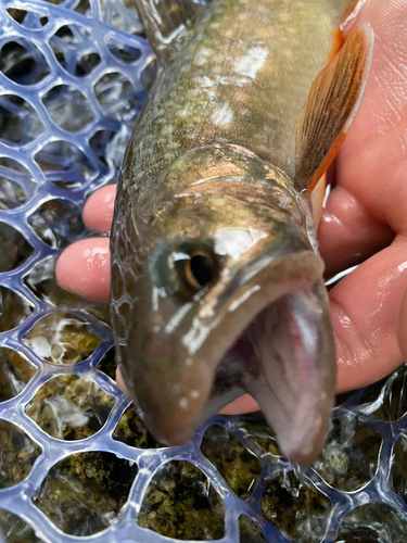 ニッコウイワナの釣果